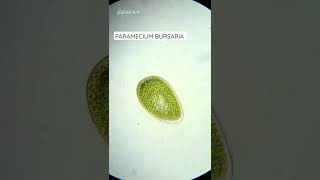 Paramecium Bursaria Under Microscope [upl. by Eicyaj]