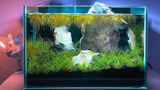 🌿 I BUILT A NANO IWAGUMI SHRIMP TANK  TERRAQUAMAN [upl. by Tome505]