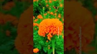 Beautiful marigold flowersnaturalflowers flowers beautyfulgarden naturaldecoration love garden [upl. by Ahsinar]