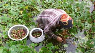 Water Chestnut Farming Project  Water Caltrop Cultivation in Bangladesh [upl. by Dale]