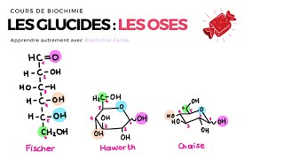 GLUCIDES  LES OSES 🍬 Biochimie Facile [upl. by Placido]