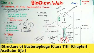 Structure of Bacteriophage Class 11th Chapter Acellular life [upl. by Dlorej543]