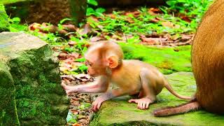 cute baby monkey 028 [upl. by Nniroc]