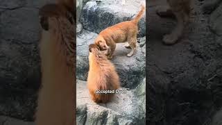 Car Finds new Family cat car capybara [upl. by Francene881]