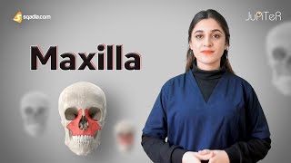 Maxilla Bone Location and Function Anatomy Lecture for Medical Students Learning [upl. by Alinoel531]