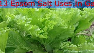 See What Happens When You Add Epsom Salt to Your Plants [upl. by Ddot]