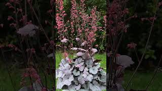 🌹¹⁸☆ Saxifragales •¹⁴ Saxifragaceae ▪︎ Heuchera villosa ‘Silver Gum Drop’ Observed in Description [upl. by Hamo]