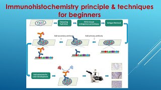 Immunohistochemistry Explained Principle and Techniques for beginners [upl. by Pelligrini56]