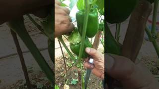 Growing Capsicum Shorts garden farming 💕 [upl. by Cornelius]