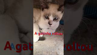 A gatinha foi embora cat song music [upl. by Oam]