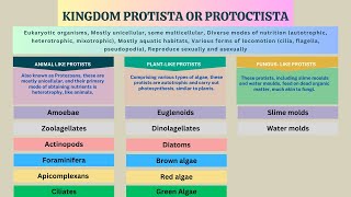 Kingdom Protista Protozoans Algae Slime molds Water molds  Biology Class 11 Chapter 7 [upl. by Noterb269]