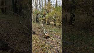 Baumfällungen im Himmelmoor mit Polaris 570 und Renault 981 [upl. by Sheldon]