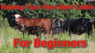 Raising Your Own Beef Cattle For Beginners [upl. by Alaine]