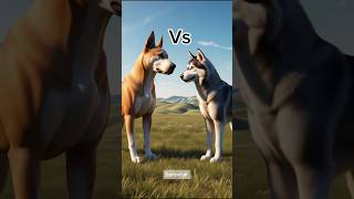 kangal shepherd dog VS HUSKY animals hybrid shorts edit [upl. by Adnahsal529]