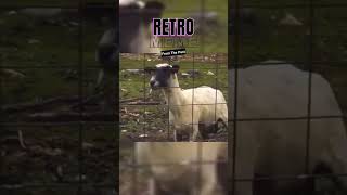 Screaming Goats Take Over the Internet A Viral Sensation [upl. by Ardnikal]