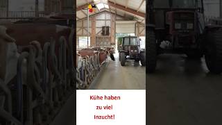 Hybridzucht in Bayern mit Fleckvieh milchviehbetrieb rinderzucht landwirtschaft [upl. by Sena149]