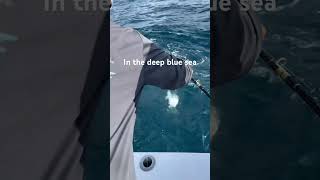 He’s a GARGANTUAN deep sea fishing with my brother fish youtubeshorts fishing youtube live [upl. by Eselahs]