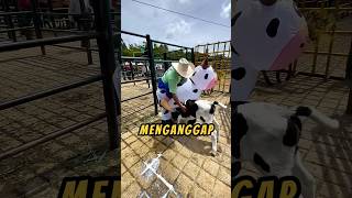 PAHLAWAN Pakai Kostum🐮🤗 videoviral baik sapi [upl. by Euqilegna]