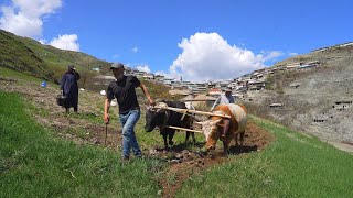 Hard Life in mountain DAGESTAN Village How people live in Russia now [upl. by Acined]