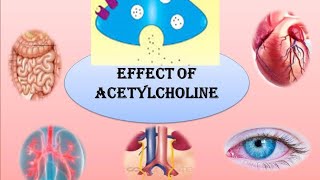 PHARMACOLOGICAL ACTION OF ACETYLCHOLINE [upl. by Dore746]