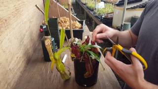 The Ultimate Nepenthes Cutting Guide [upl. by Fries]