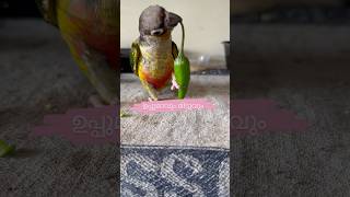 ഉപ്പുമാവും മിട്ടുവും l Breakfast with pet bird l It’s M My companion petbirds parrottraining [upl. by Jody959]