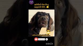 මොනාද බං මේ වෙන්නේ 😂😂😂 funny jokes sinhala songs newsong srilanka animals dog trending [upl. by Niriam]