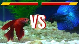 Delta tail Male amp Crowntail Female Betta Fish  1st Breeding Attempt [upl. by Micro734]