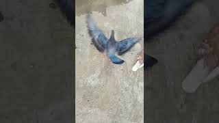 pigeonvlogger budgey snake vlog parrort minivlog budgries animals paroot funny parrrot [upl. by Rbma817]