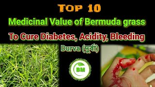 Medicinal Value of Bermuda grass  Cynodon dactylon Benefits of Durva grass দুর্বাgrass plant [upl. by Nolyaj254]