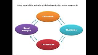 Functions of Thalamus [upl. by Massab]