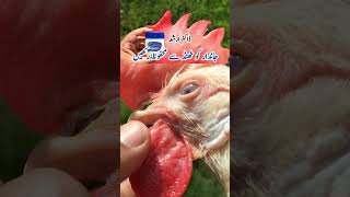 Use of Petroleum Jelly for Poultry Birds in Winter  Helping Chickens to Stay Warm  Dr ARSHAD [upl. by Ainattirb]