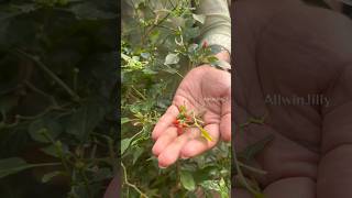 குருவி கண் மிளகாய்🌶️ Tabasco Pepper  காந்தாரி மிளகாய்  Bird Eye Chilli allwinjilly shortsvideo [upl. by Notniw]