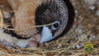 EXOTIC MANNIKIN தமிழ்CHESTNUT BREASTED FINCHGOOD FOSTERSEASY BREEDING [upl. by Elokcin878]