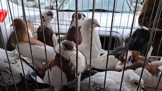 Targ Rynek Grajewo 13102024r cześć 23 czesci gołębie 🐇🐔🦆🦅🕊🐧🐦🦆🦜 [upl. by Nickie]