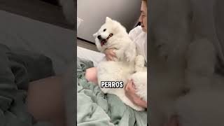 4 cosas que quizás no sabías sobre el Samoyedo el perro más sonriente del mundo samoyedo perros [upl. by Ameer186]