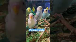 Baby Parakeets YesAnd parakeets parakeetsounds birb parrot birds pets viral animals [upl. by Siaht794]