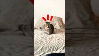 Funny cat videos😂 funnyvideo cat [upl. by Eruza]