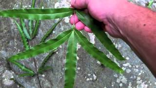 Japanese fern hunt the brake ferns genus Pteris [upl. by Waddle]