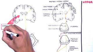 Introduction to Upper and Lower Motor Neuron Lesions [upl. by Nilknarf]