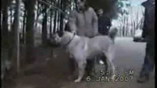 Worlds Strongest Fighter Dog  The Kurdish Kangal [upl. by Herates]