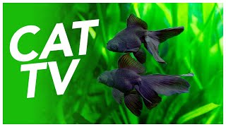 Cat TV  Underwater Swimming Experience for Cats Coral Reef and Exotic Fish Video 🐠 [upl. by Nerol565]