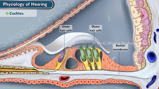 Mechanism Of Hearing👂Animation Journey of Sound to the Brain 🧠 [upl. by Edras40]