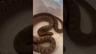 Dasypeltis Gansi serpent reptiles [upl. by Scheers]