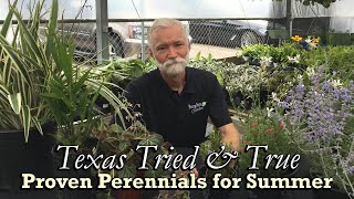 TX Tried amp True Proven Perennials for Summer Part 2 [upl. by Aileme]