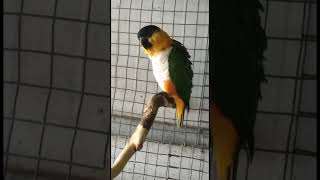 loro  Caique cabeza negra  Pionites melanocephalus [upl. by Noiram]