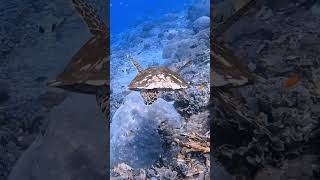 Indonesian Hawksbill Sea turtle scubadiving gopro scuba underwater bali ocean indonesia [upl. by Attevroc]