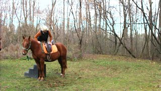 Young Horse Chaos of Wind and Separation  Keeping Him Focussed [upl. by Rehposirhc]