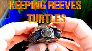 Reeves Turtle Care and Maintenance Outdoors [upl. by Mulcahy]