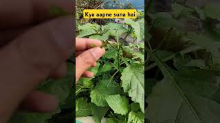 Kya aapne suna hai kitchingarden backyardgardening garden kichengarden gardening farming [upl. by Aninaj]